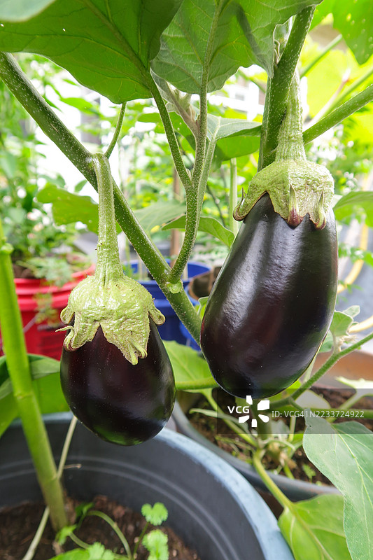 蔬菜园中茄子的特写镜头图片素材