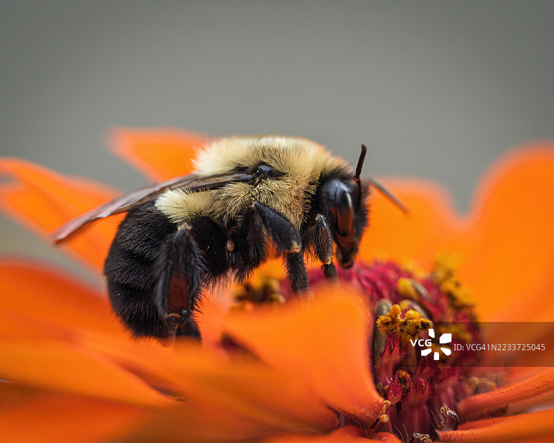 大黄蜂在橙色花朵上授粉的特写镜头图片素材