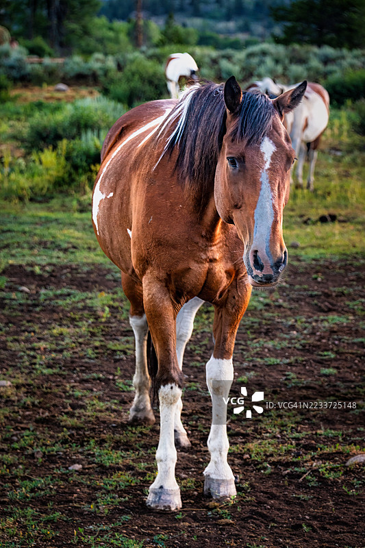一匹马站在田野里的肖像图片素材