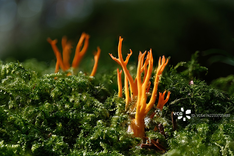 森林中生长在郁郁葱葱的苔藓上的鲜艳橙色真菌特写图片素材