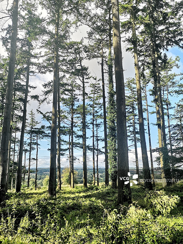 郁郁葱葱的森林中高耸的树木在明亮的天空下图片素材