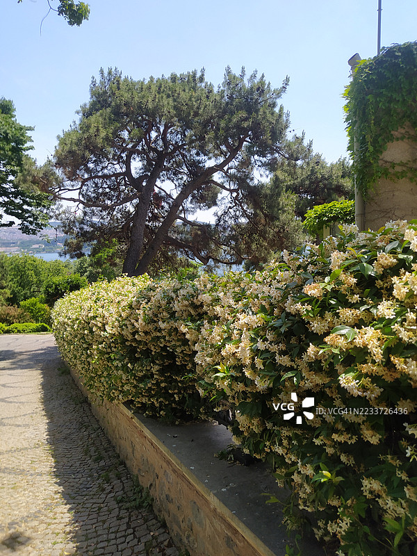 土耳其的盛开花园小径与松树图片素材