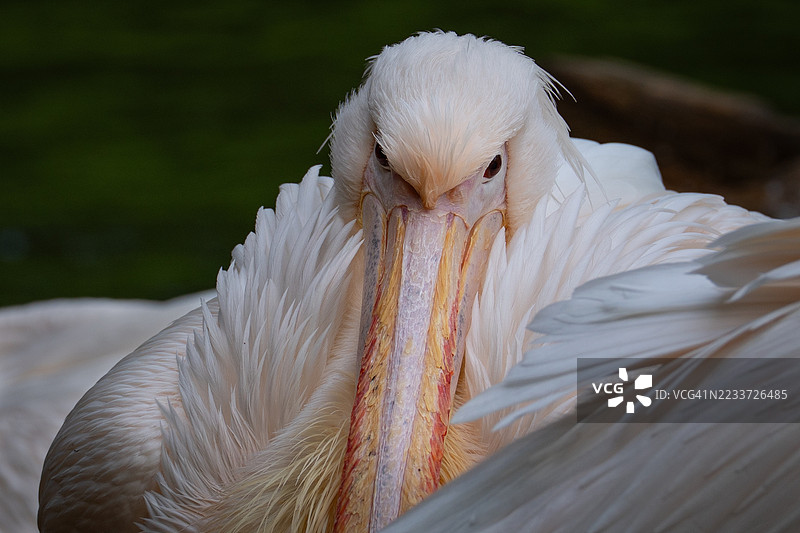 白鹈鹕的特写镜头图片素材