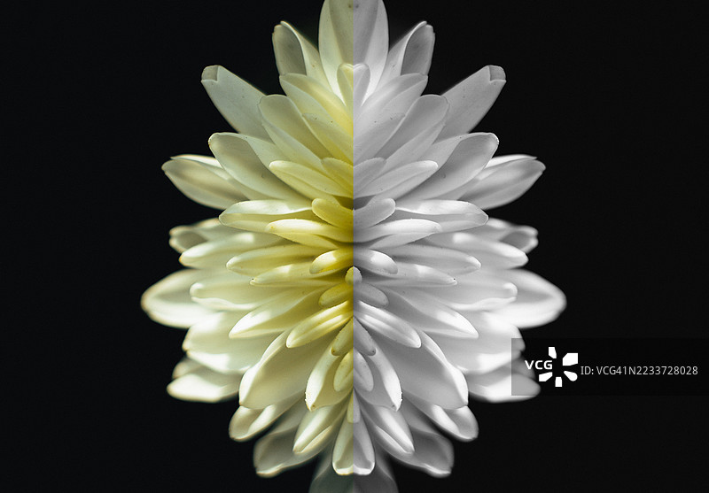 对比鲜明的黑色背景上，呈现出对称的白色花朵，光影交错。图片素材