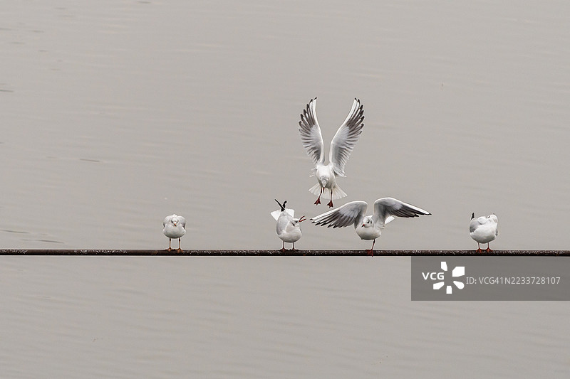 海鸥栖息和飞翔在水面上方的金属杆上图片素材