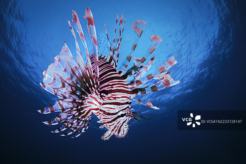 狮子鱼在海洋深处优雅地游动图片素材