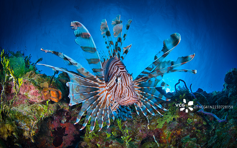 狮子鱼在海洋中色彩鲜艳的珊瑚礁上游动图片素材