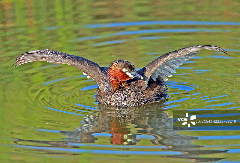 小鸊鷉在湖面上展开翅膀图片素材