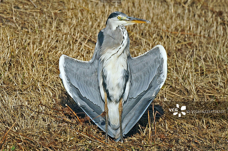 灰鹭在草地上展开翅膀图片素材