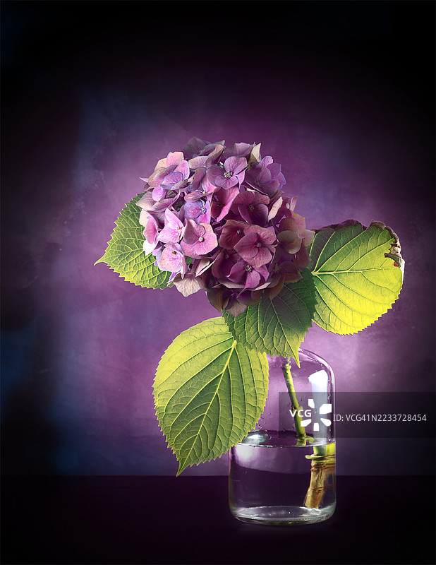 紫色绣球花在桌子上的玻璃花瓶中图片素材