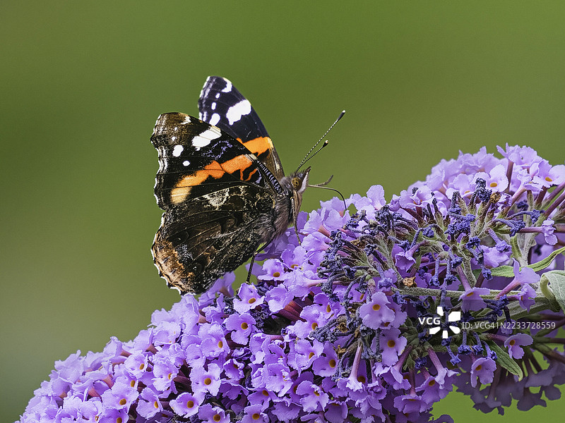 红女皇蝶在紫色的蝴蝶花上授粉图片素材