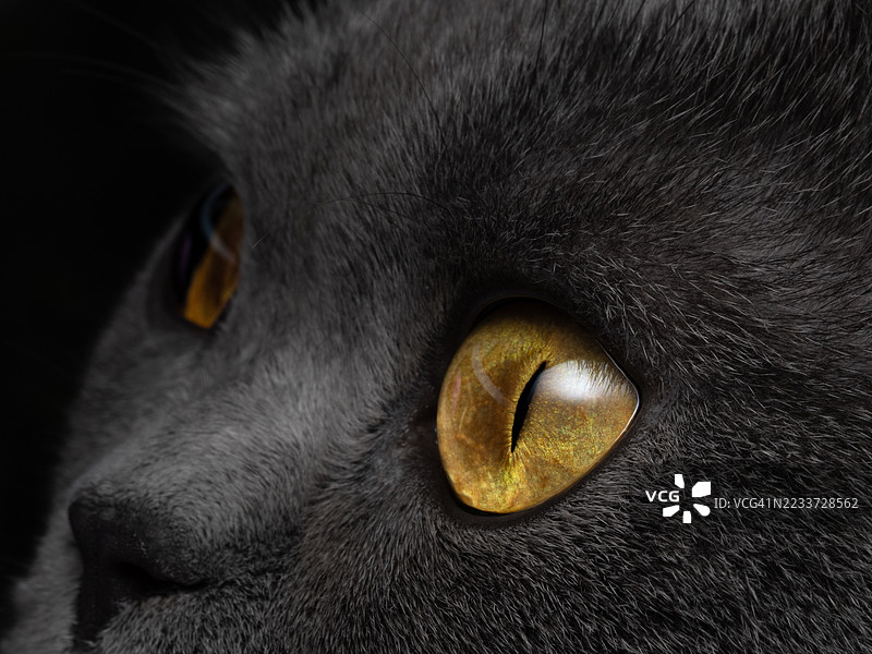 黑猫的眼睛特写图片素材