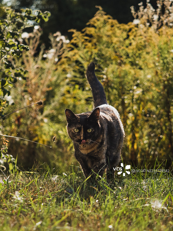 田野中的玳瑁猫图片素材