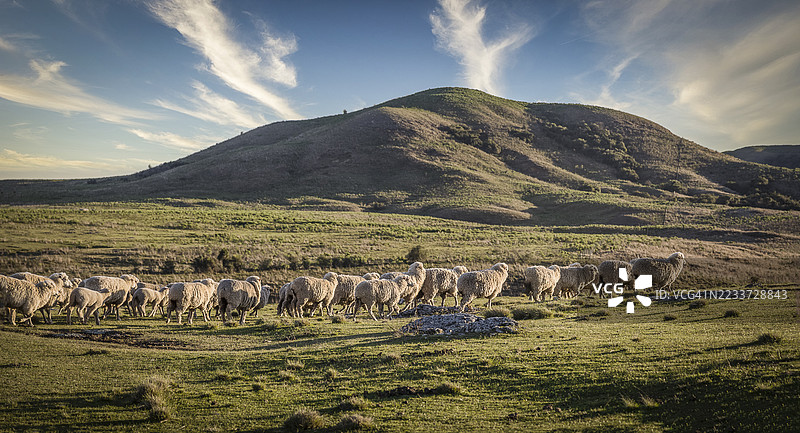 一群羊在巴西如画的山坡风景中吃草图片素材