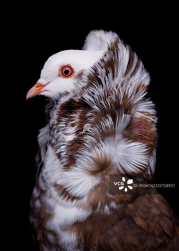 黑色背景下华丽羽毛的鸽子特写图片素材