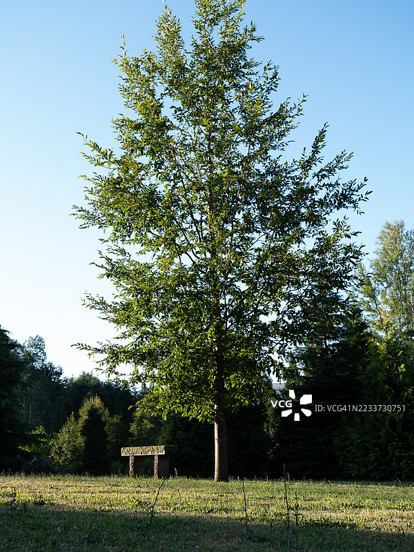 阳光照耀下的孤独树木在田野中图片素材