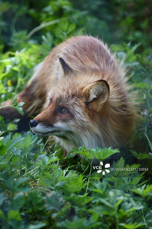 红狐在郁郁葱葱的绿植中休息的特写镜头图片素材