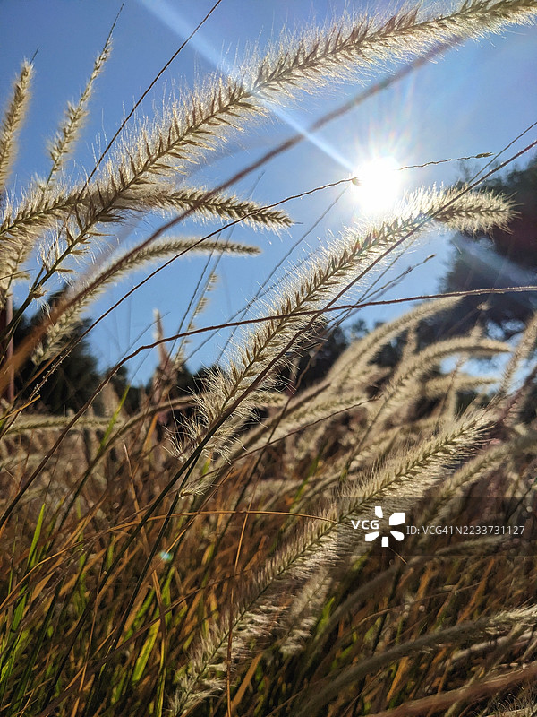 阳光透过麦田照射下来图片素材