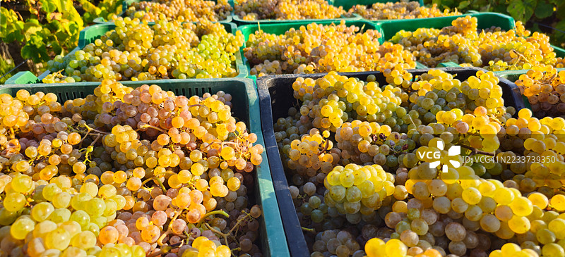 装满阿尔巴利尼亚葡萄的箱子。图片素材