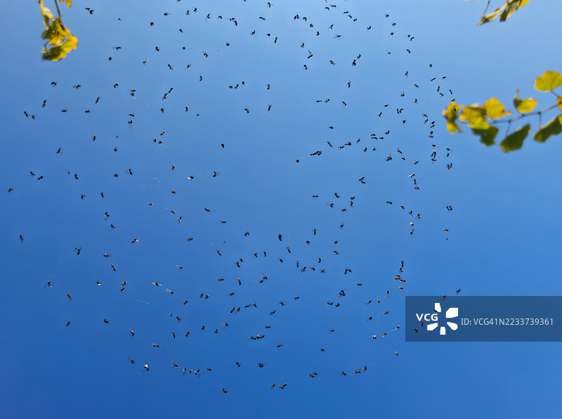 满是蚊子的蜘蛛网。图片素材