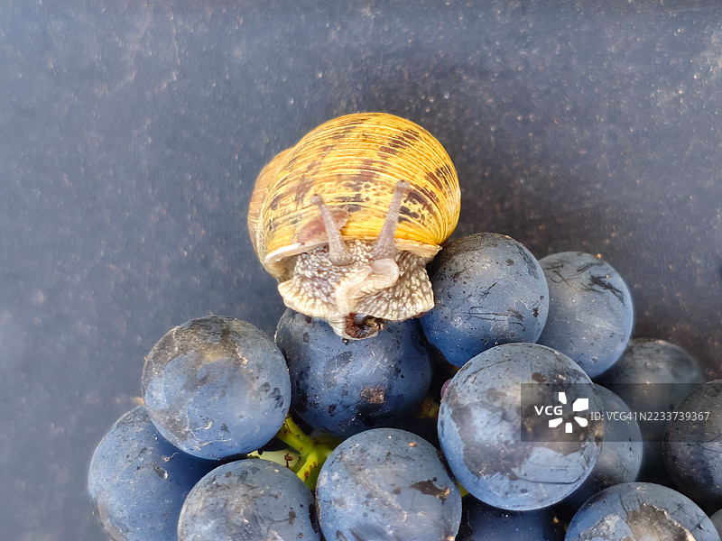 蜗牛在一串黑葡萄中。图片素材