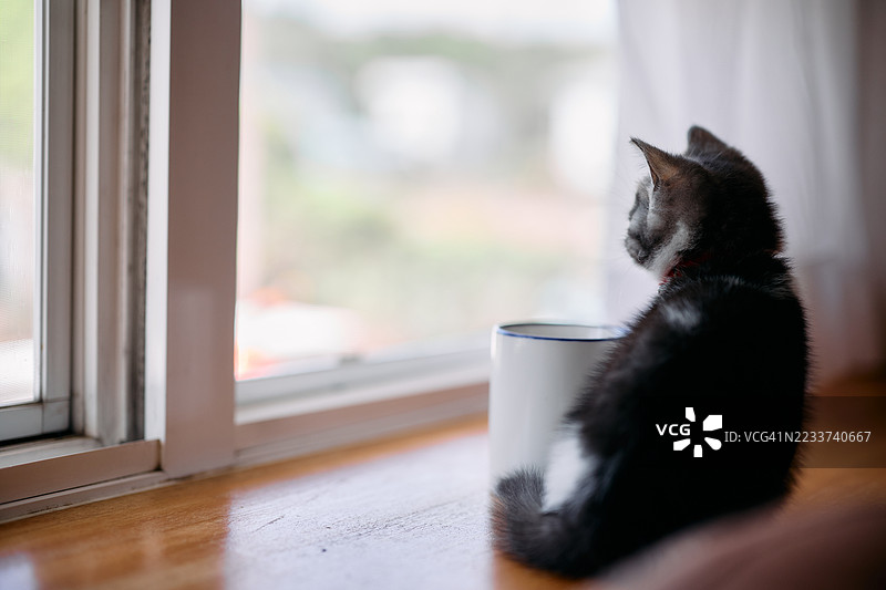 小猫坐在窗台上向外看图片素材