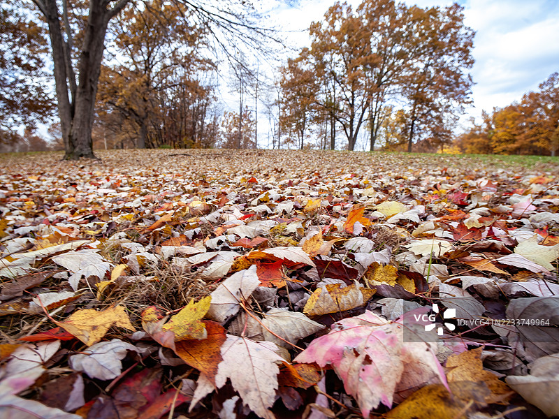 地上的落叶图片素材