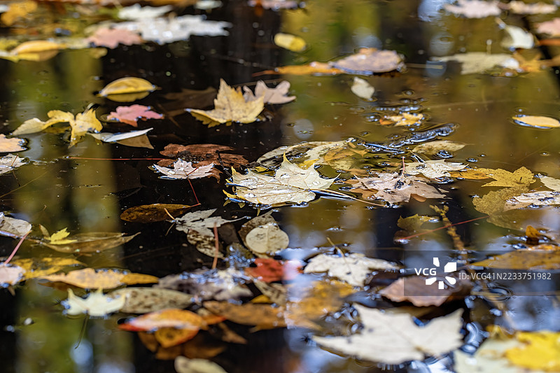 秋天的树叶漂浮在水面上图片素材