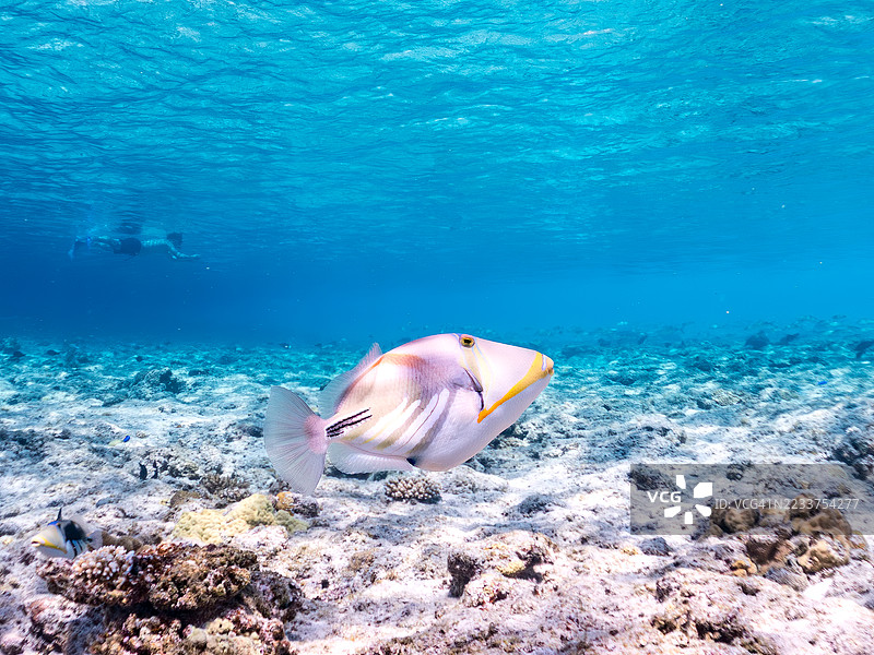 美丽的泻湖触鱼。皮卡索鱼，胡姆胡姆努库努库阿普阿（Rhinecanthus aculeatus）和其他鱼类在美妙的珊瑚礁中。一群热带鱼。美丽的珊瑚礁和游泳的人们。Gahi岛，泽麻岛，庆良间群岛，2025年图片素材