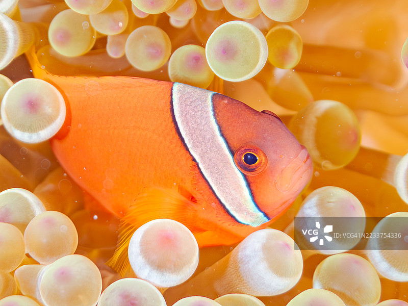 可爱的番茄小丑鱼（Amphiprion frenatus）与美丽的海葵及其他生物在壮观的珊瑚礁中。热带鱼群。美丽的珊瑚礁和游泳的人们。Gahi岛，座间味岛，庆良间群岛，岛尻郡，2025年。图片素材