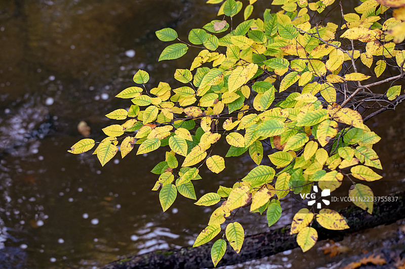 秋天的颜色变化图片素材