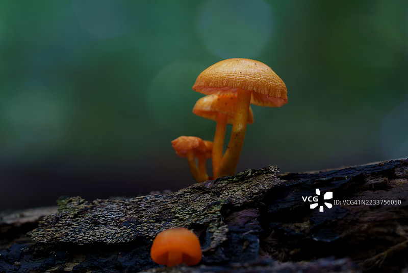 橙色蘑菇图片素材