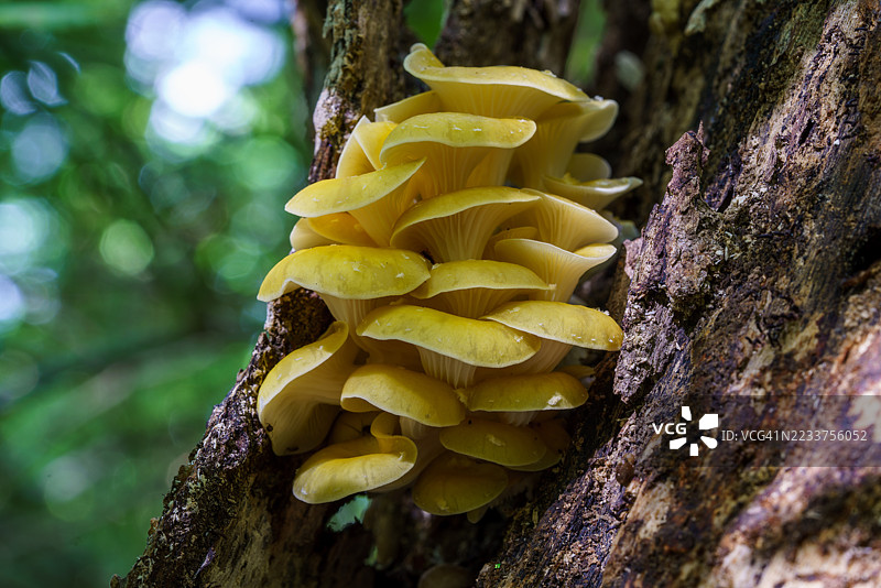 金色牡蛎簇图片素材