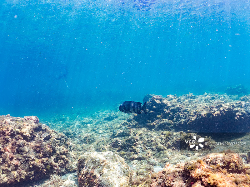 鹦嘴鱼,刀嘴鱼,带纹鱼,白鞍羊鱼,细鳍羊鱼,旗鱼,带纹鱼,橙色杯状珊瑚,福尔克内里珊瑚等。鱼群在南伊豆中木港的平头海滩,静冈2025年。图片素材