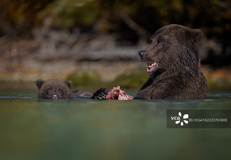 充满希望的小熊仔图片素材
