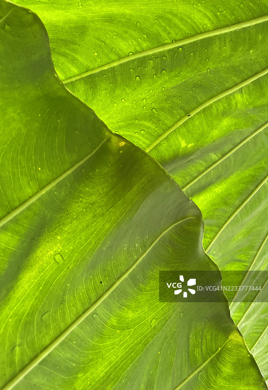 绿叶特写图片素材