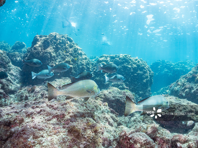 彩绘甜唇鱼,图示鱼,宽鳍黑鱼,斑点鱼,及其他。鱼群。平藏海滩,中木港,南伊豆,伊豆半岛,静冈县,日本。- 2025年7月19日。图片素材