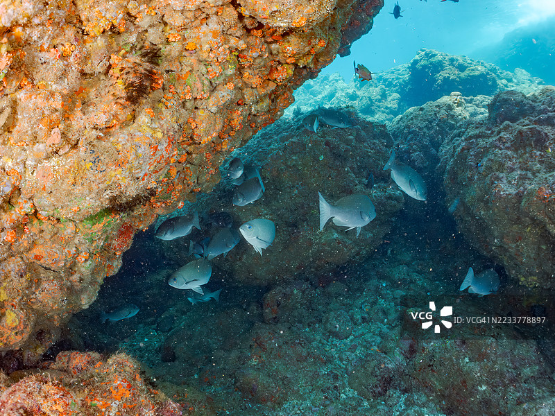 大规模黑鱼,斑点鱼,白鞍羊鱼,毛鳍羊鱼。鱼群。平藏海滩,中木港,南伊豆,伊豆半岛,静冈县,日本。- 2025年7月13日。图片素材