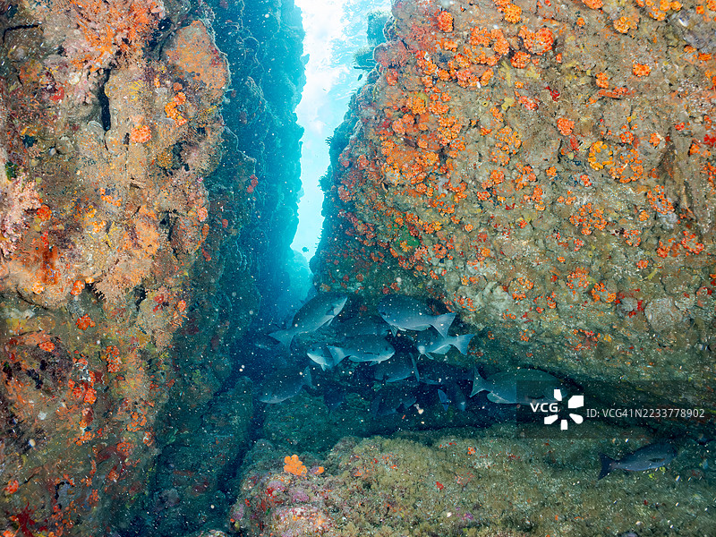 大规模黑鱼,斑点鱼,白鞍羊鱼,毛鳍羊鱼。鱼群。平藏海滩,中木港,南伊豆,伊豆半岛,静冈县,日本。- 2025年7月13日。图片素材
