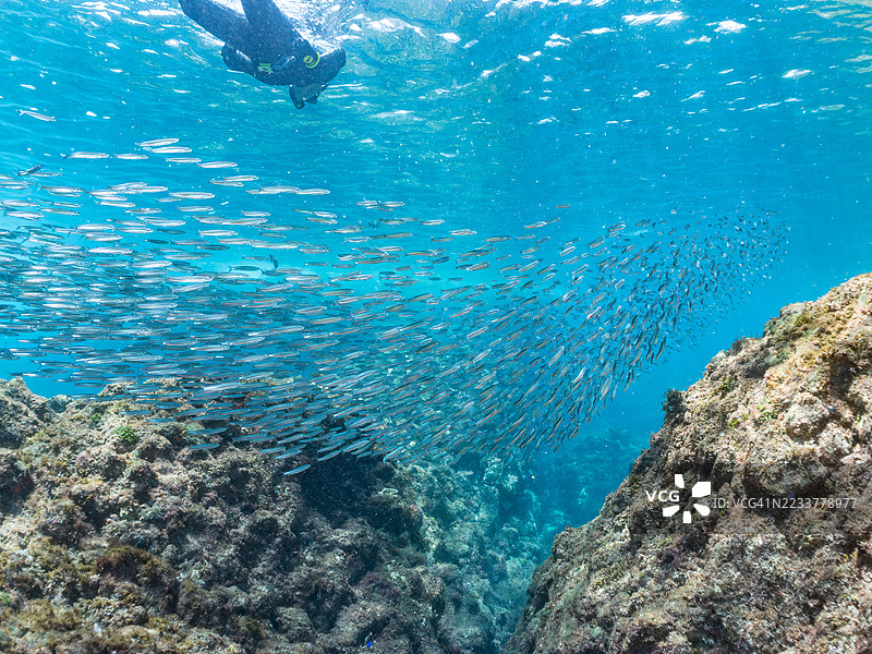 一大群美丽的银条圆鲱鱼（Spratelloides gracilis）。潜水者也在水面游泳，其他鱼群。日本静冈县南伊豆中木港的平子海滩。- 2025年7月19日。图片素材