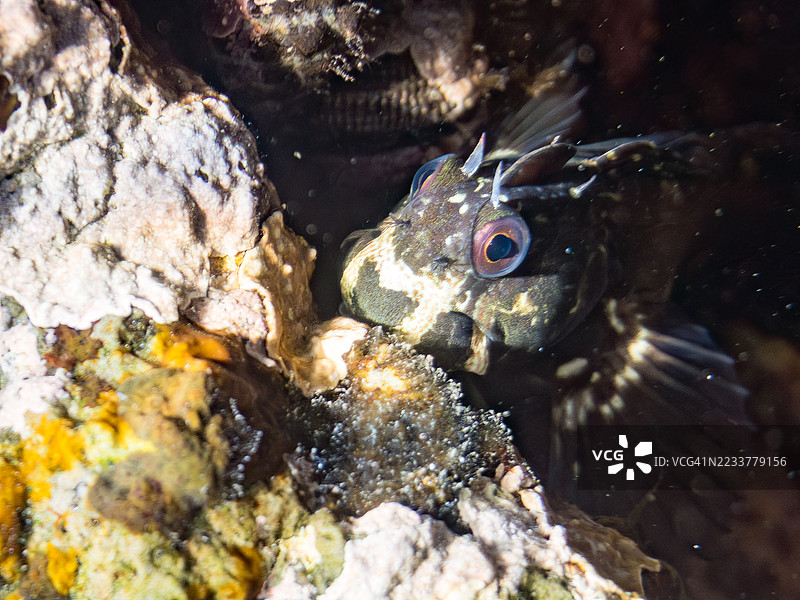 斑点鳗鱼,伊斯提布伦尼乌斯·埃诺西梅等。鱼群。平藏海滩,中木港,南伊豆,伊豆半岛,静冈县,日本。- 2025年7月19日。图片素材