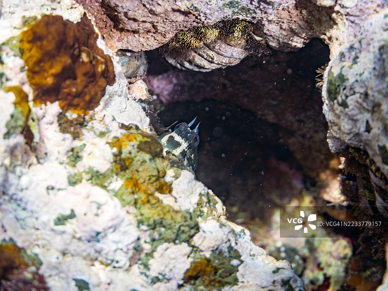 斑点鳗鱼,伊斯提布伦尼乌斯·埃诺西梅及其他。鱼群。静冈县南伊豆,中木港,平之浜,伊豆半岛。- 2025年7月19日。图片素材