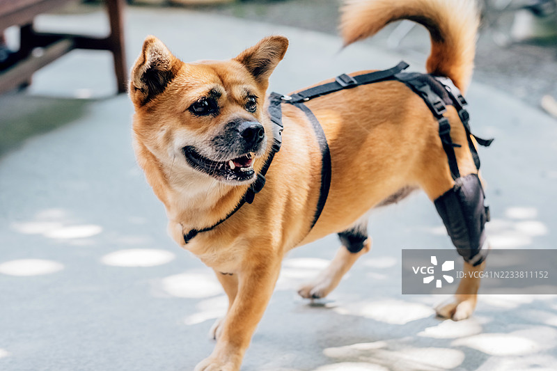 穿着黑色移动支架的棕色狗狗在行走。康复、动物健康和积极的宠物生活。图片素材