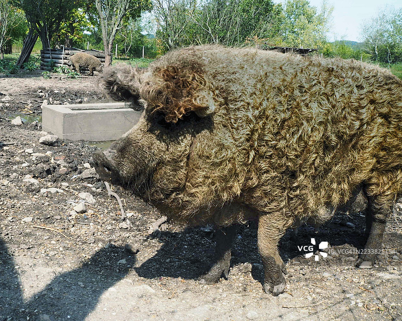 曼加利察猪。卷毛且毛发浓密的猪。图片素材