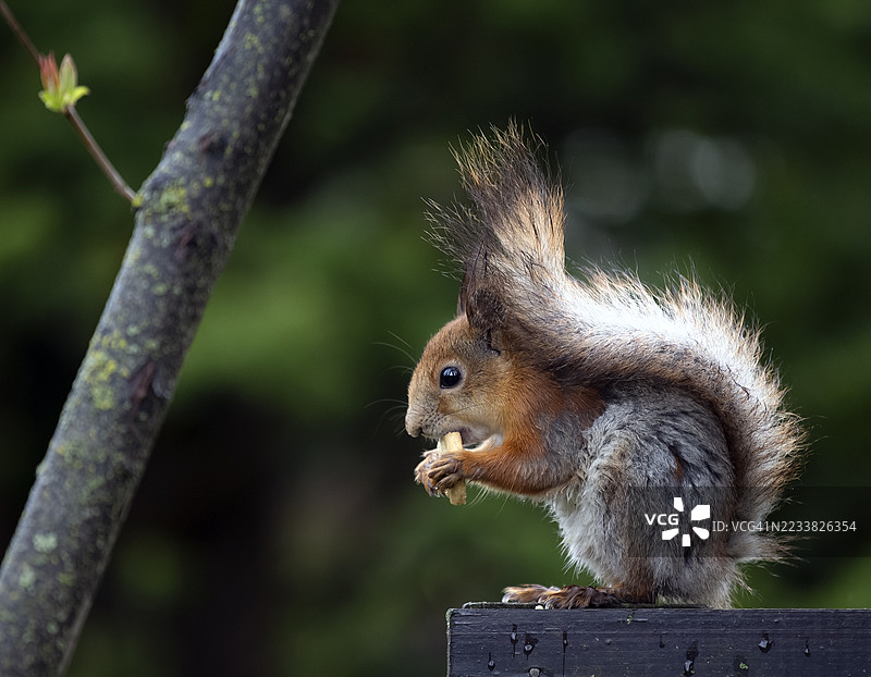 野生松鼠在吃饼干图片素材