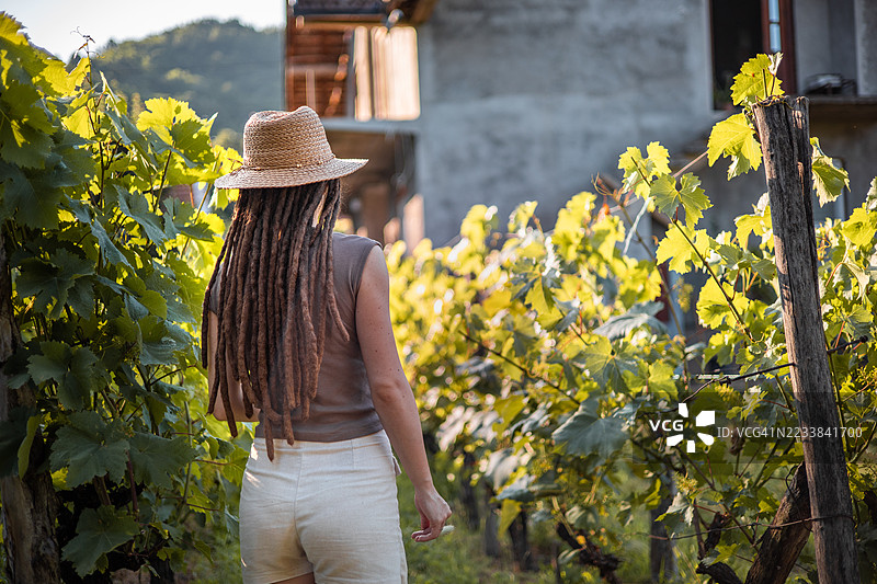夏季丰收的有机花园图片素材