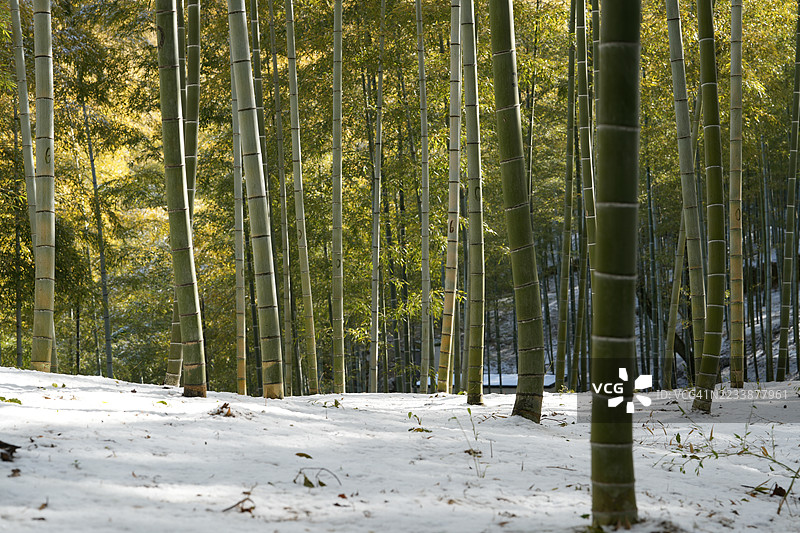冬季被雪覆盖的竹林图片素材