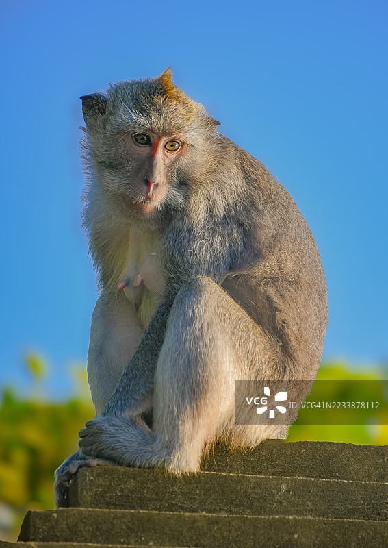 猴子坐在挡土墙上，背景是晴朗的蓝天图片素材