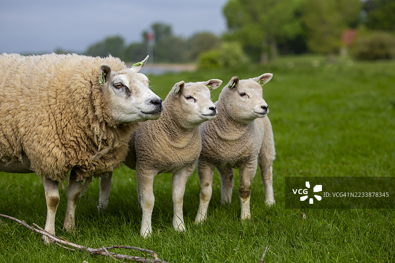 羊和小羊在绿色田野中吃草图片素材