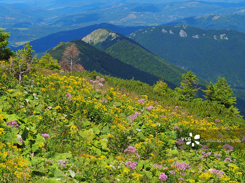 充满活力的山地风景与野花，斯洛伐克图拉尼图片素材